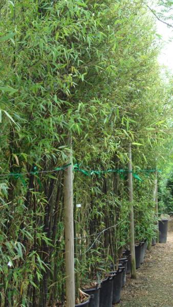 Phyllostachys Nigra, available from Paramount Plants and Gardens, Crews Hill, London UK